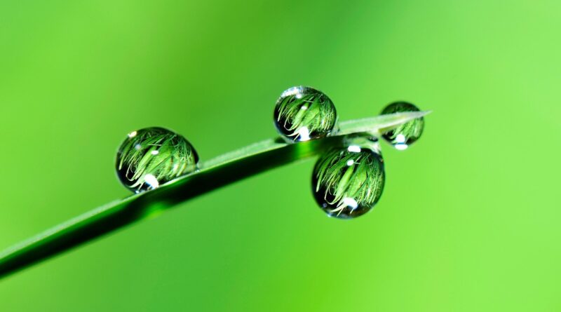 leaf, droplets, reflection, grass, water, drops, raindrops, dew, dewdrops, plant, nature, green, closeup, leaf, green, green, green, green, green