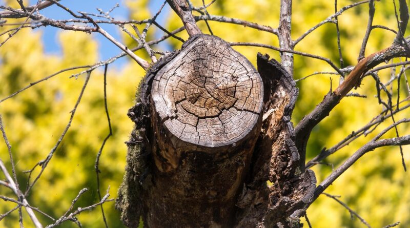 branch, sawed off, tree, woodwork, stump, forestry, nature, saw, wood, forest, bark