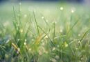 grass, macro, outdoors, bokeh, rain, wet, lawn, meadow, nature, rain, rain, rain, rain, rain