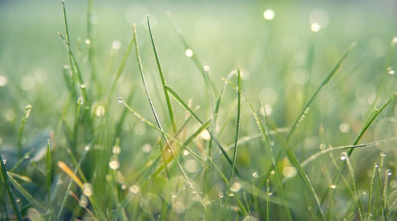 grass, macro, outdoors, bokeh, rain, wet, lawn, meadow, nature, rain, rain, rain, rain, rain