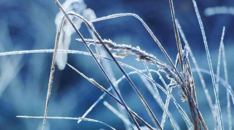 grass, frost, winter, snow, reeds, nature, close up, frost, frost, frost, frost, frost, winter, winter, winter, winter, snow, snow, snow, snow, nature