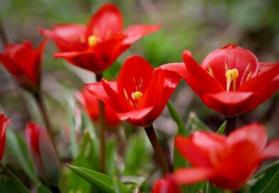 fusilier tulip, nature, multi-flowered tulip, red flowers, tulips, beautiful flowers, petals, flower background, flower, flower wallpaper, blooms, blossoms