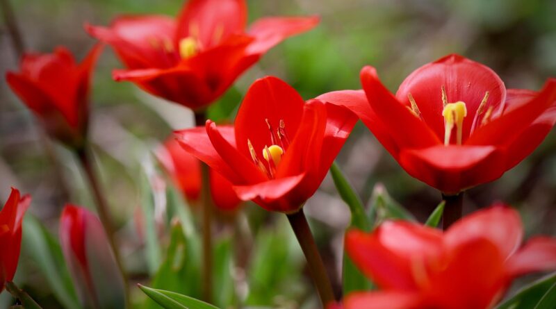 fusilier tulip, nature, multi-flowered tulip, red flowers, tulips, beautiful flowers, petals, flower background, flower, flower wallpaper, blooms, blossoms