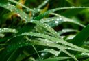 grass, dew, nature, morning, drops, rain, macro, flora, green, sunrise, blade of grass, wet
