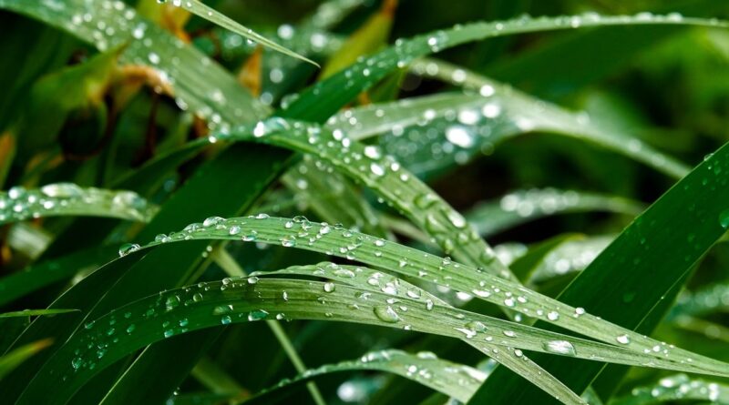 grass, dew, nature, morning, drops, rain, macro, flora, green, sunrise, blade of grass, wet