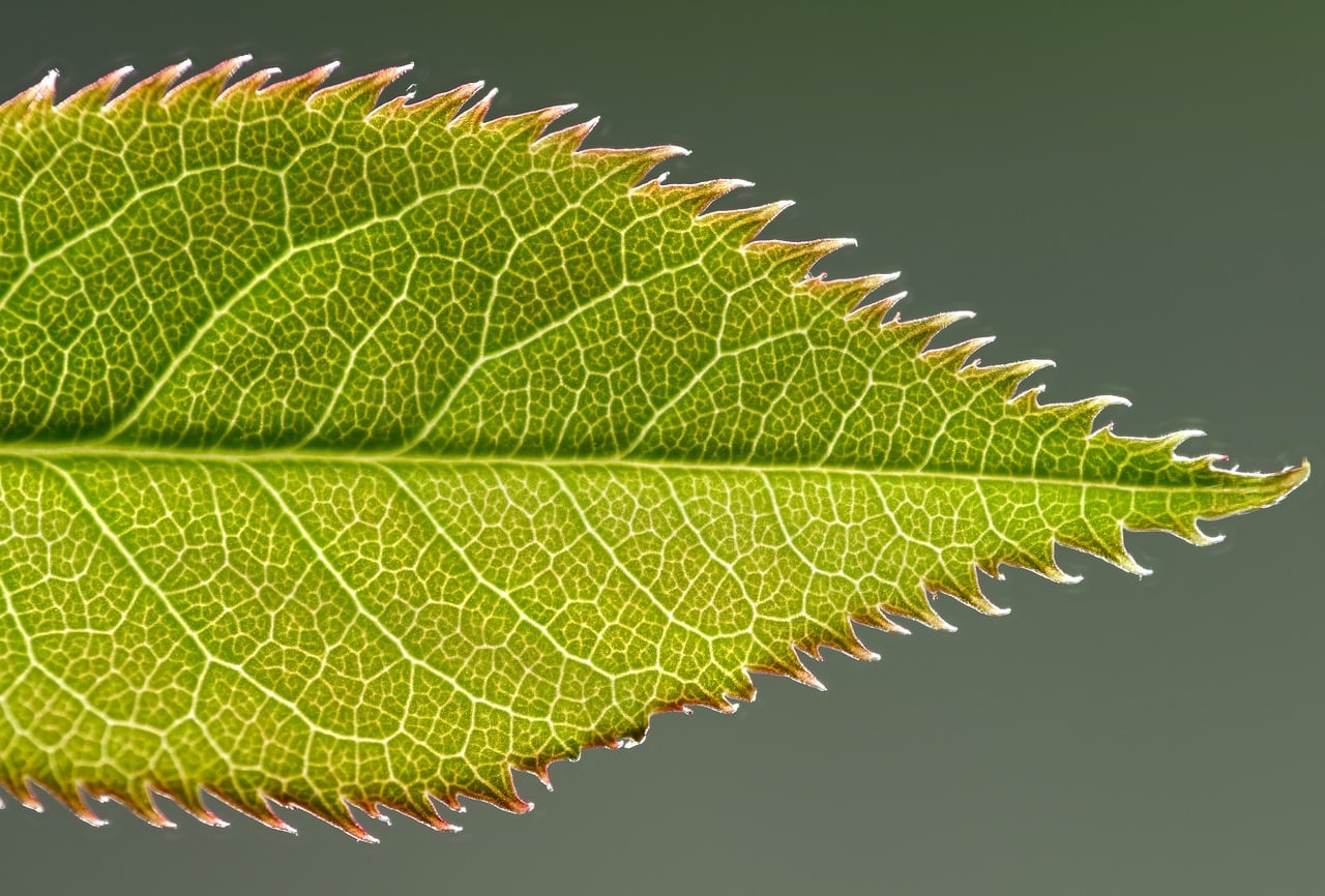 leaf, nature, plant, rose, green, leaves, rose flower, flora, closeup