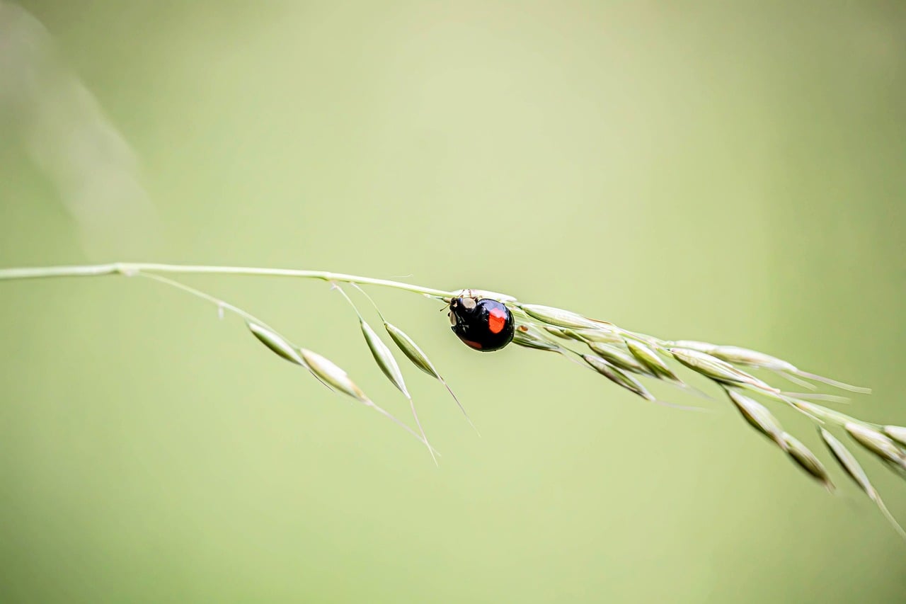 ladybug, insect, nature, wallpaper hd, macro, wheat stalk, desktop backgrounds, windows wallpaper, insect on grass, full hd wallpaper, mac wallpaper, background, natural scenery, outdoors, beautiful wallpaper, green background, wallpaper 4k, free wallpaper, laptop wallpaper, flora, cool backgrounds, spring feel, 4k wallpaper 1920x1080, gentle scene, 4k wallpaper, free background, details, green environment, hd wallpaper, natural beauty, sharp focus, soft, calm atmosphere, simple image