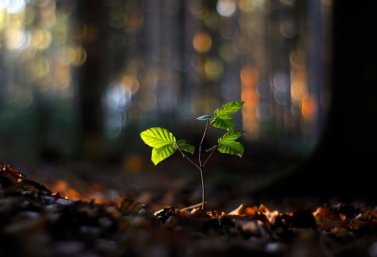 forest, sapling, bokeh, new growth, sunlight, leaves, soil, dark background, nature, darkness, detail, appearance, public park, quiet place, play of light, scenic view, tranquility, mature trees, still life, fresh air