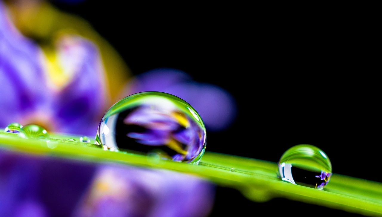 drop of water, nature, drip, leaf, grass blade, globules, water droplets, droplets, water, wet, moisture, close up, macro photography, macro