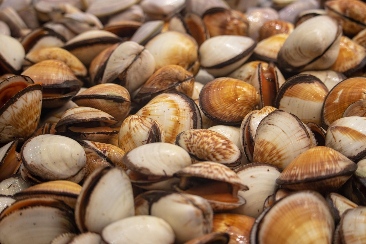 market, shells, seafood, close up, for sale, food, meal, delicious, brown sales, brown market