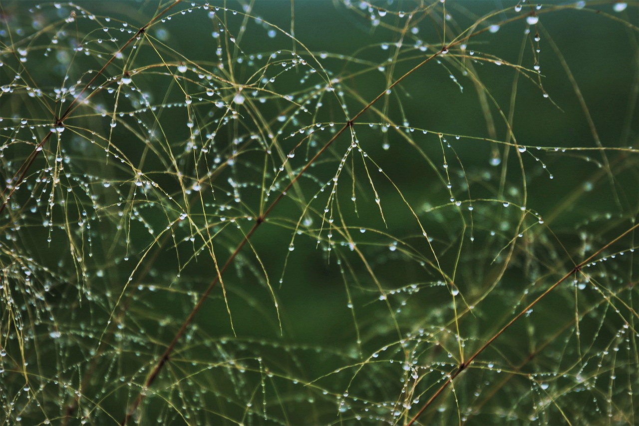 droplets, windows wallpaper, nature, cool backgrounds, wallpaper 4k, mac wallpaper, free wallpaper, grass, laptop wallpaper, dewdrops, 4k wallpaper, 4k wallpaper 1920x1080, hd wallpaper, macro, plant, desktop backgrounds, beautiful wallpaper, floral background, full hd wallpaper, wallpaper hd, botany, wallpaper, free background, background