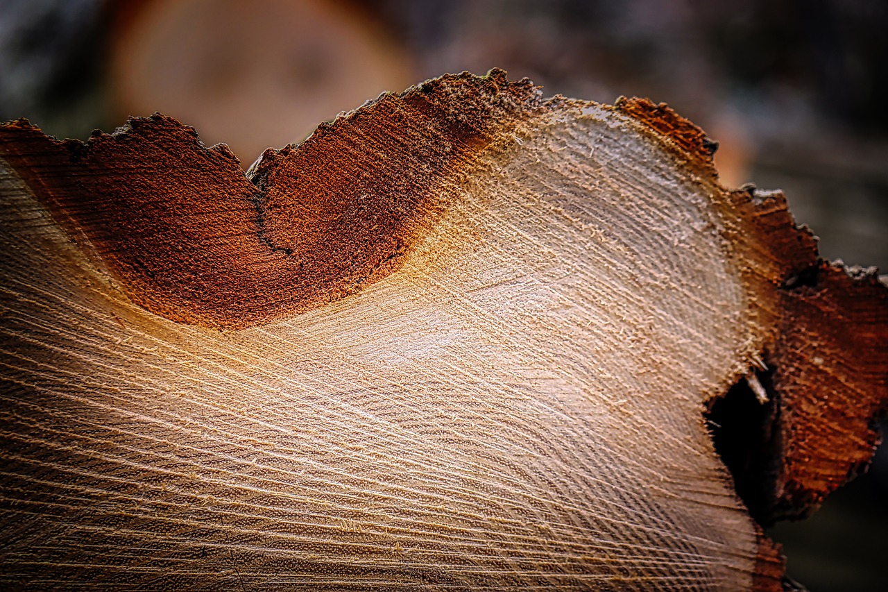 woodcut, tree stump, saw, saw area, wood, tree, felling, deforestation, forest work, sawed off, nature, tree trunk, forestry, bark, work, chop wood, forest, make wood, tribe