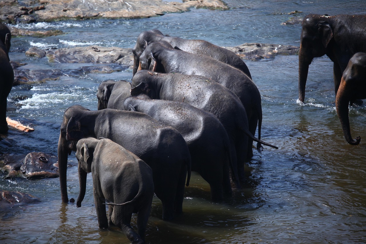 elephants, herd, family, calf, mother and child, pachyderms, large animals, large mammals, mammals, elephant family, nature, animals, animal world, wildlife, wildlife photography, wilderness, sri lanka, sri lanka, sri lanka, sri lanka, sri lanka, sri lanka