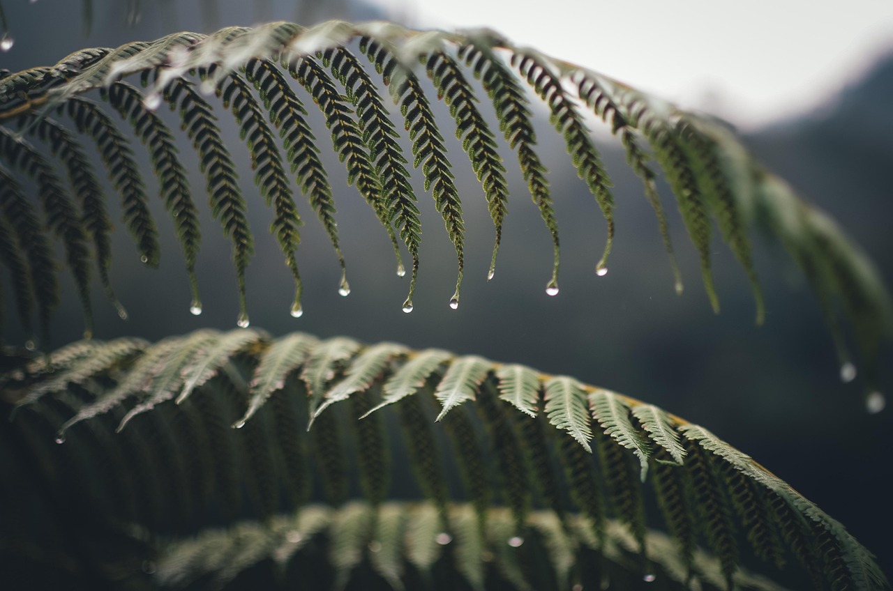 ferns, fronds, laptop wallpaper, beautiful wallpaper, leaves, foliage, green, greenery, hd wallpaper, lush, vegetation, mac wallpaper, cool backgrounds, free background, plants, wild plants, 4k wallpaper 1920x1080, green plants, full hd wallpaper, flora, nature, raindrop, wallpaper hd, windows wallpaper, desktop backgrounds, free wallpaper, 4k wallpaper, wallpaper 4k, background