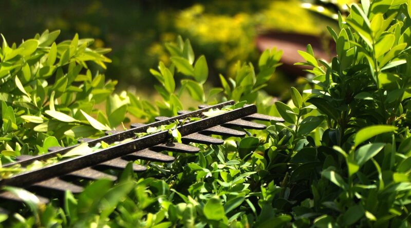 hedge, to cut, formschintt, garden, green, nature, plants, workers, gardener, privacy, landscaper, growth, hedge trimmer, cut off, cut to size, knife, hobby, sunshine, copy space, diy, work, hedge, hedge, hedge trimmer, hedge trimmer, hedge trimmer, hedge trimmer, hedge trimmer