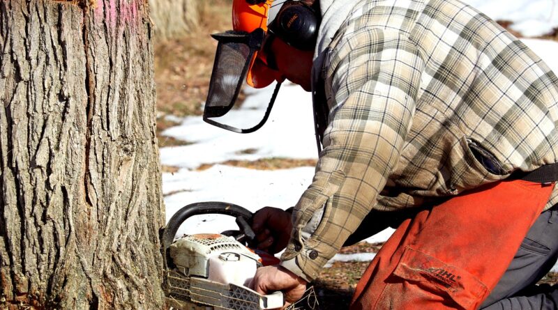 chainsaw, lumberjack, nature, tree, logger, man, worker, trunk, forest, forestry, logging, cutting