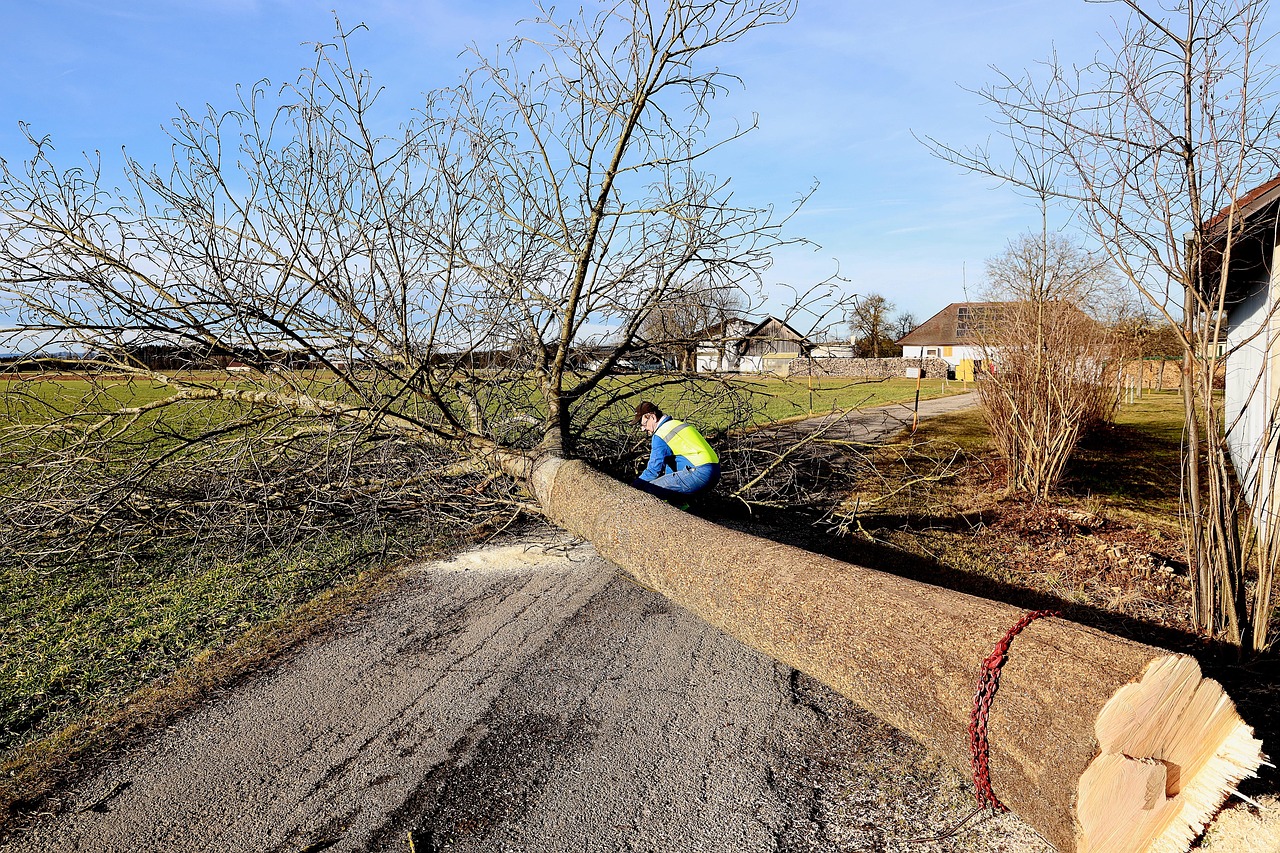 tree, forest work, felling, tribe, timber, sawed off, like, tree trunk, nature, bark, chainsaw, wood, workers, tree pruning, work, saw