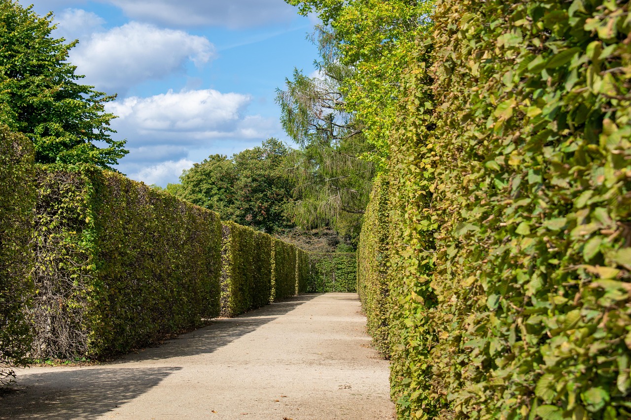 hedge, labyrinth, maze, green, maze, maze, maze, maze, maze